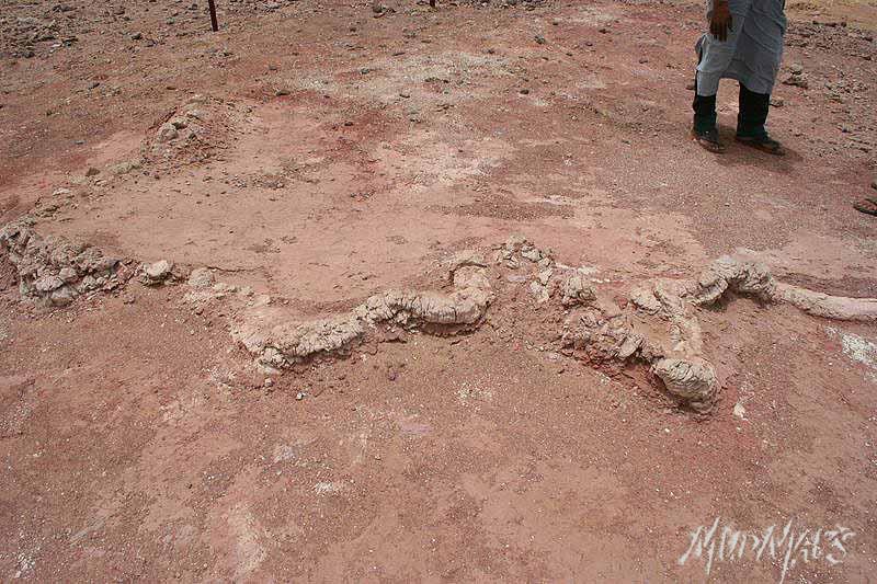 Mud Maps Africa Agadez dinosaur bones 3384